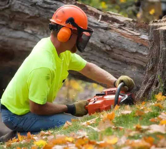 tree services Walton Hills